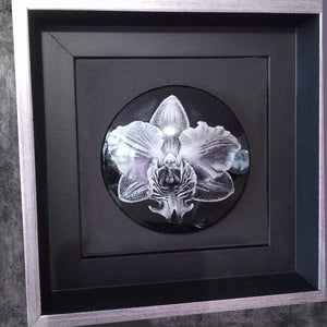 Orchidée